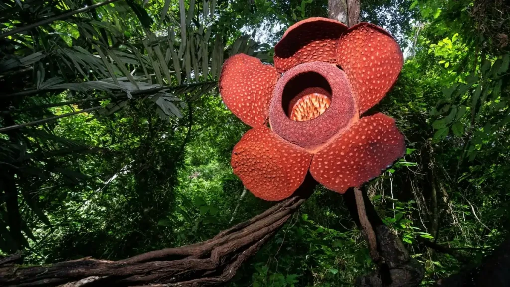 Wisata Alam Taman Nasional Lore Lindu dan Ragam Flora Fauna yang Menarik